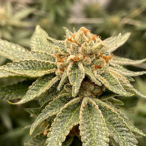 BSM growlog timeline photo