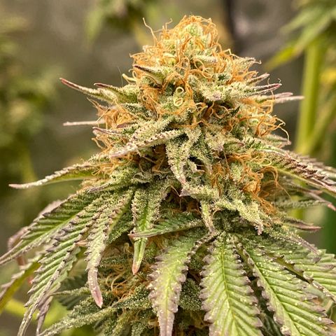 RHC growlog timeline photo