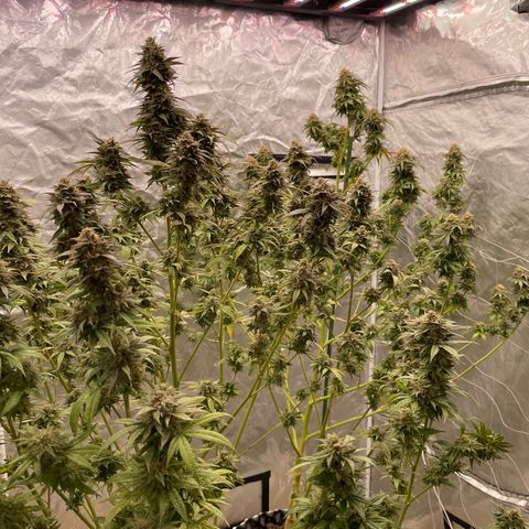 RHC growlog timeline photo