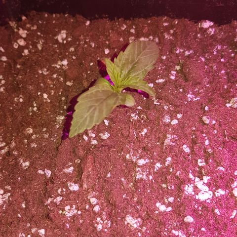Moby D #1 growlog timeline photo
