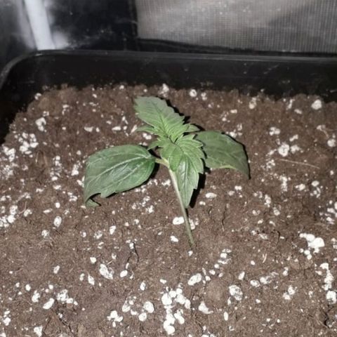 Moby D #1 growlog timeline photo