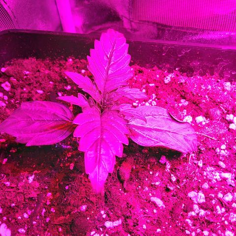 Moby D #1 growlog timeline photo
