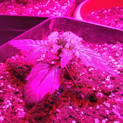Moby D #1 growlog timeline photo