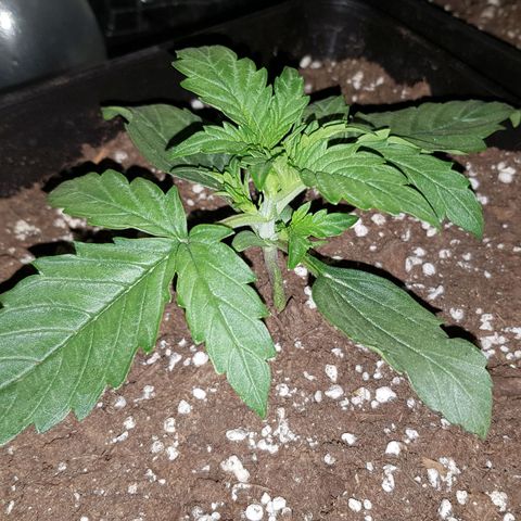 Moby D #1 growlog timeline photo