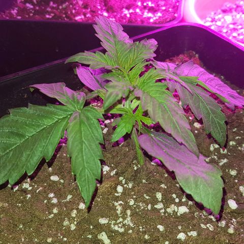 Moby D #1 growlog timeline photo