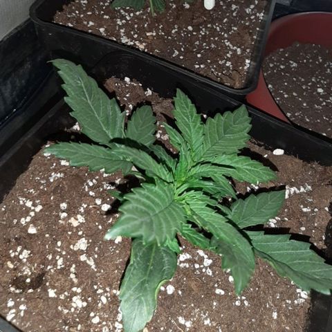 Moby D #1 growlog timeline photo
