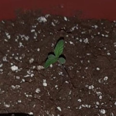 Lebron Haze growlog timeline photo