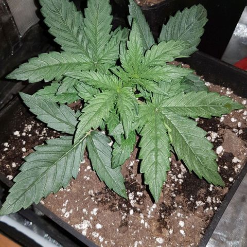 Moby D #1 growlog timeline photo