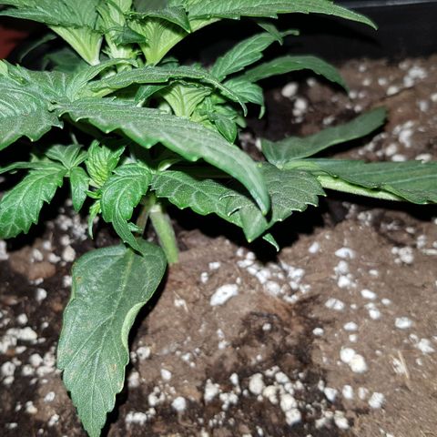 Moby D #1 growlog timeline photo