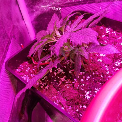 Moby D #1 growlog photo: Lst