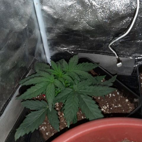 Moby D #1 growlog timeline photo
