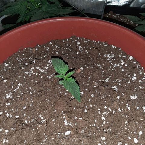 Lebron Haze growlog timeline photo