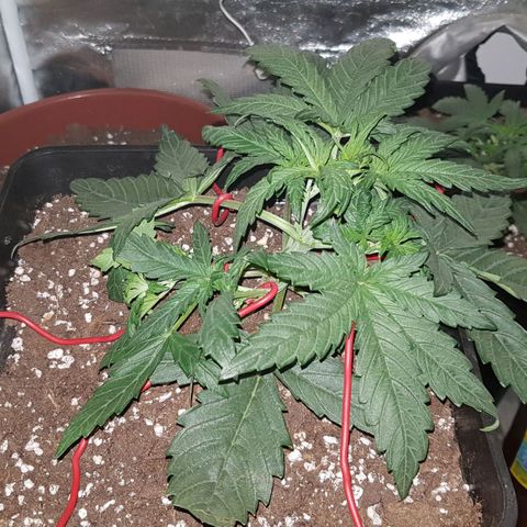 Moby D #1 growlog timeline photo