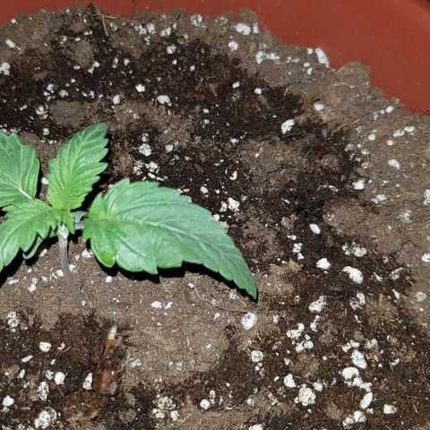 Lebron Haze growlog timeline photo
