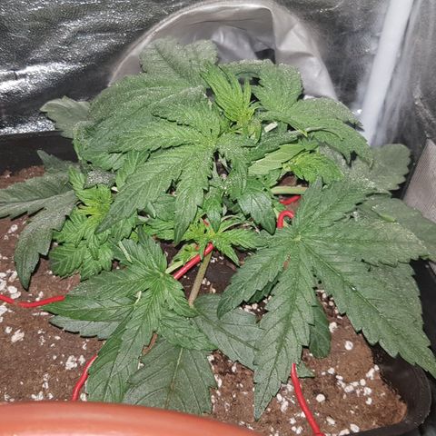 Moby D #1 growlog timeline photo