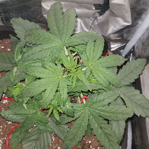 Moby D #1 growlog timeline photo