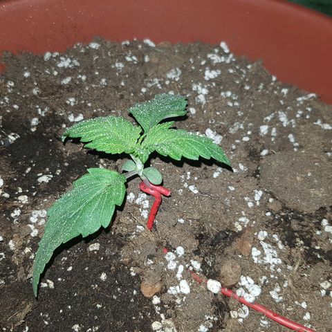 Lebron Haze growlog timeline photo