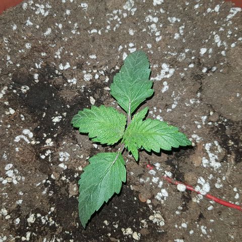 Lebron Haze growlog timeline photo