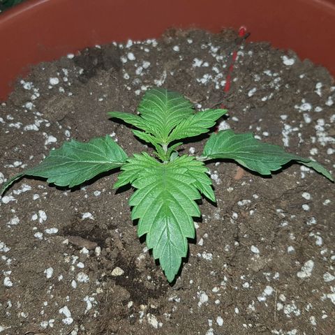 Lebron Haze growlog timeline photo