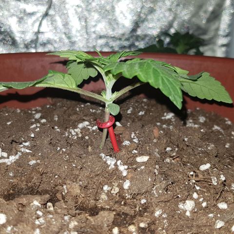Lebron Haze growlog timeline photo
