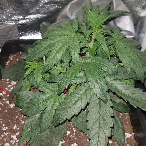 Moby D #1 growlog timeline photo