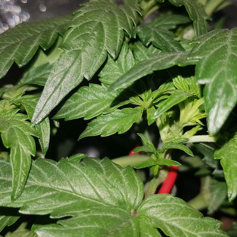 Moby D #1 growlog timeline photo