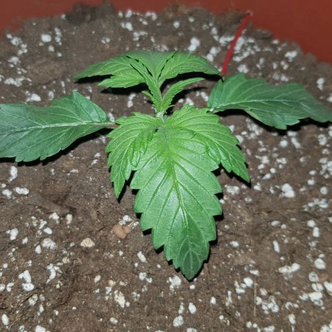 Lebron Haze growlog timeline photo