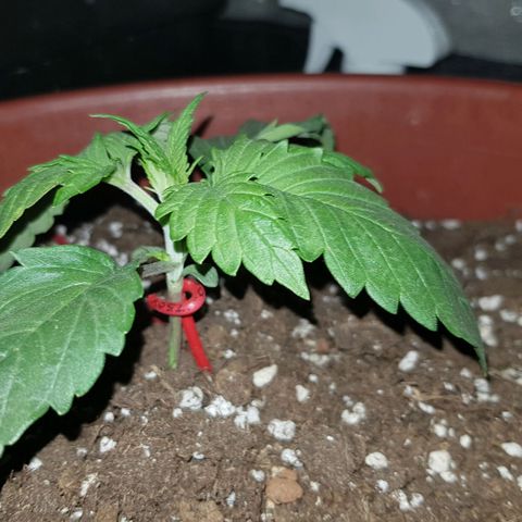 Lebron Haze growlog timeline photo