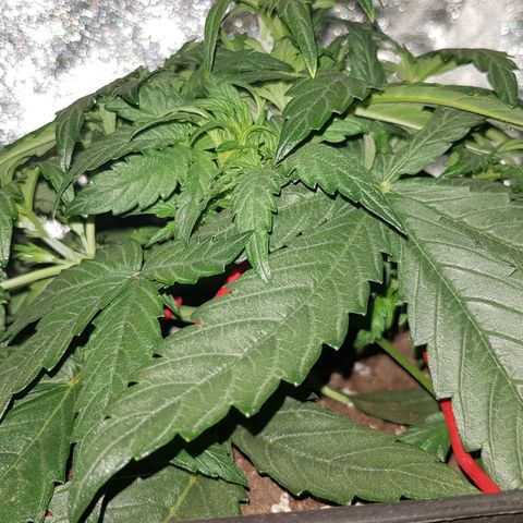 Moby D #1 growlog timeline photo