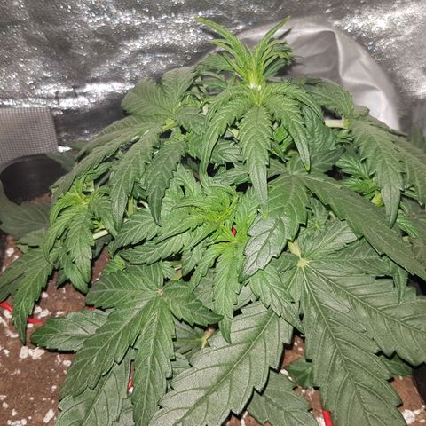 Moby D #1 growlog timeline photo