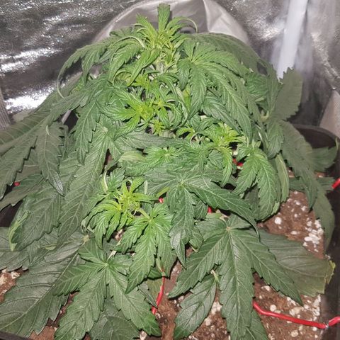 Moby D #1 growlog timeline photo