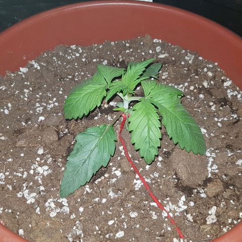 Lebron Haze growlog timeline photo