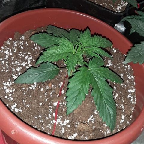 Lebron Haze growlog timeline photo