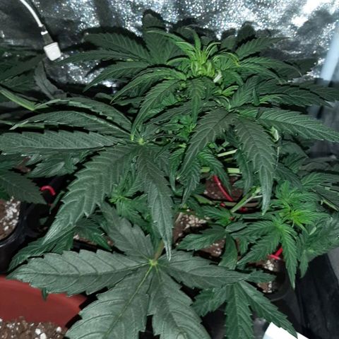 Moby D #1 growlog timeline photo