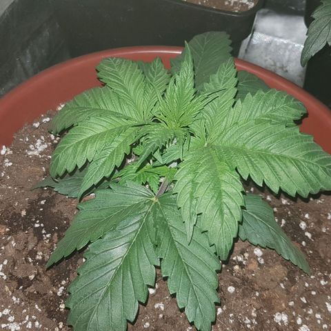 Lebron Haze growlog timeline photo