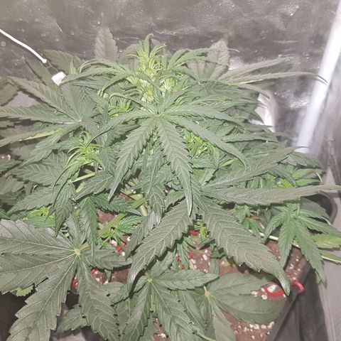 Moby D #1 growlog timeline photo