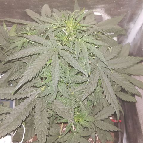 Moby D #1 growlog timeline photo