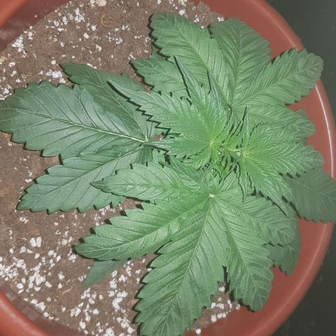 Lebron Haze growlog timeline photo