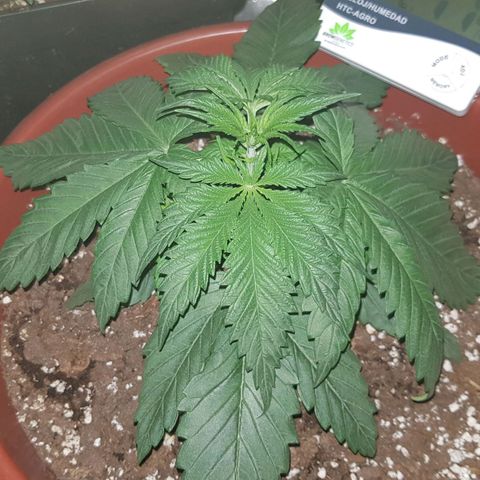 Lebron Haze growlog timeline photo
