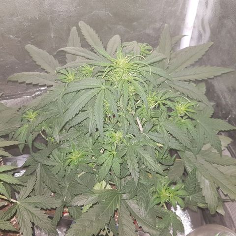 Moby D #1 growlog timeline photo