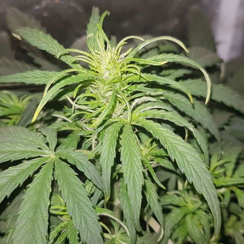 Moby D #1 growlog timeline photo