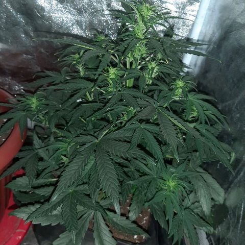 Moby D #1 growlog timeline photo