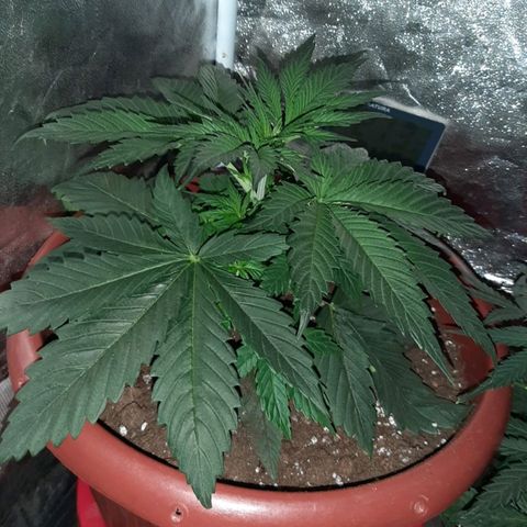 Lebron Haze growlog timeline photo