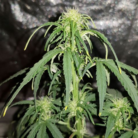 Moby D #1 growlog timeline photo