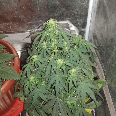 Moby D #1 growlog timeline photo
