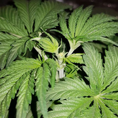 Lebron Haze growlog timeline photo