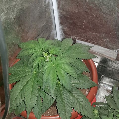 Lebron Haze growlog timeline photo