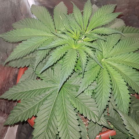 Lebron Haze growlog timeline photo