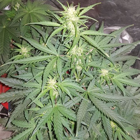 Moby D #1 growlog timeline photo