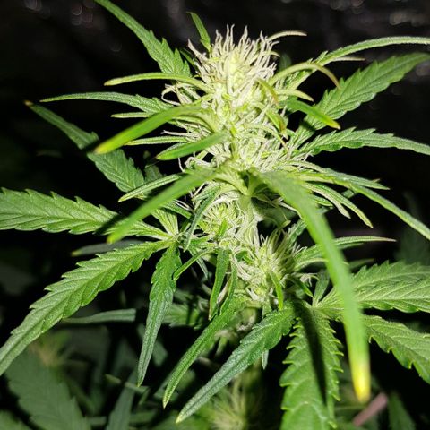 Moby D #1 growlog timeline photo